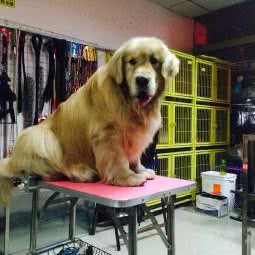 狗模狗样宠物部落:潍坊市奎文区金沙广场附近