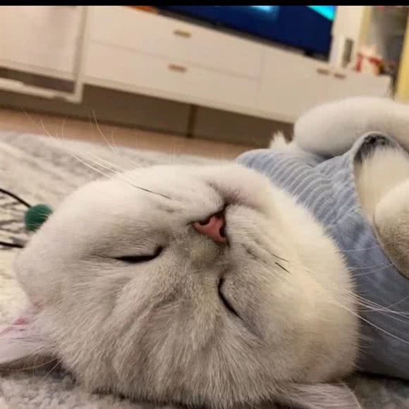 噜啦啦宠物会所(高新店):潍坊市奎文区歌尔生活广场附近