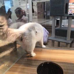 猫小院猫咖:济宁市任城区建设路附近