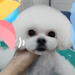 小脚丫宠物:天津城区河西区越秀路附近