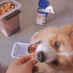 招猫递狗儿宠物用品(古海道店):天津城区河西区土城附近