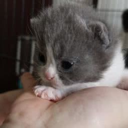 翼佳猫舍:天津城区河西区土城附近