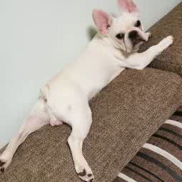 米圆宝宠物店(邮电公寓店):天津城区南开区大悦城附近