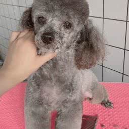 超级萌宠(沃尔玛店):济宁市任城区太白商业广场附近