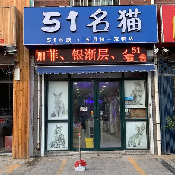 51名猫:济宁市任城区太白商业广场附近