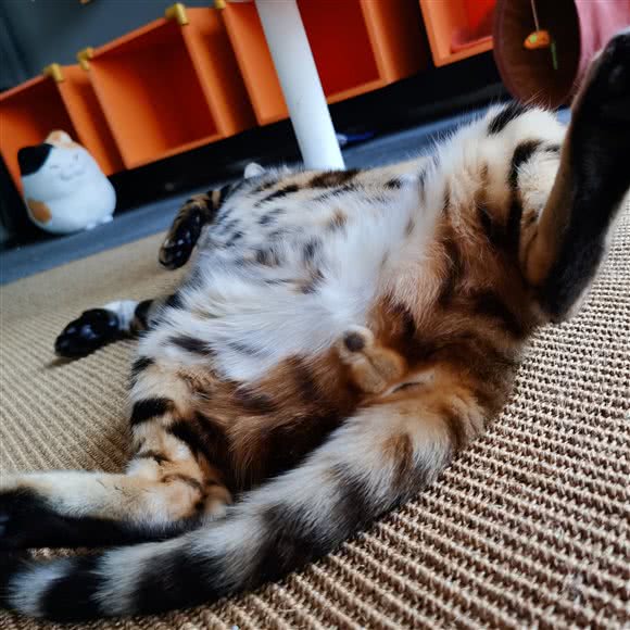 托喵所(三元桥店):北京城区朝阳区亮马桥/三元桥附近