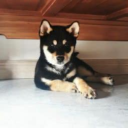 喵喵汪汪宠屋:泰安市泰山区万达广场附近