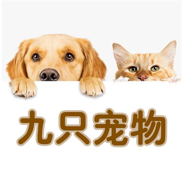 九只宠物:天津城区南开区老城厢/鼓楼附近