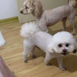 乐园宠物:泰安市泰山区泰山广场附近