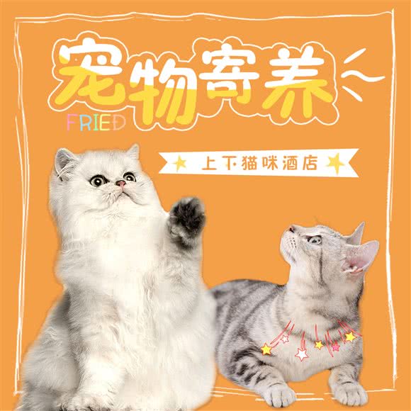 上下猫咪酒店·专业寄养洗护(三元桥店):北京城区朝阳区亮马桥/三元桥附近