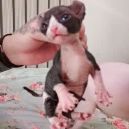 潮宠猫舍:天津城区南开区老城厢/鼓楼附近