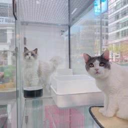 宠一?宠物精品生活馆:天津城区南开区时代奥城附近