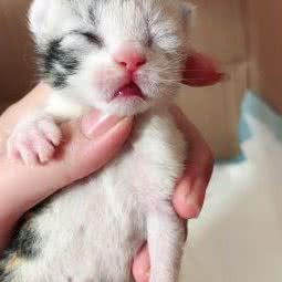 猫咪之家:威海市环翠区塔山公园附近