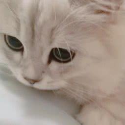 初心宠物生活馆:威海市环翠区骨科医院附近