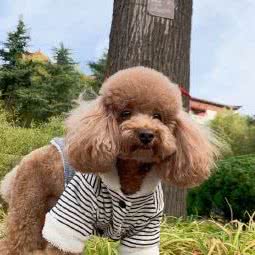 贵族宠物 生活会馆:威海市环翠区花园中路附近