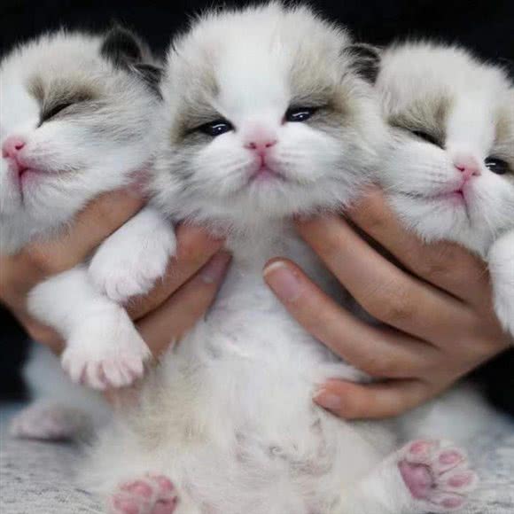 希姆兰精品猫舍·布偶矮脚金渐层:天津城区南开区时代奥城附近