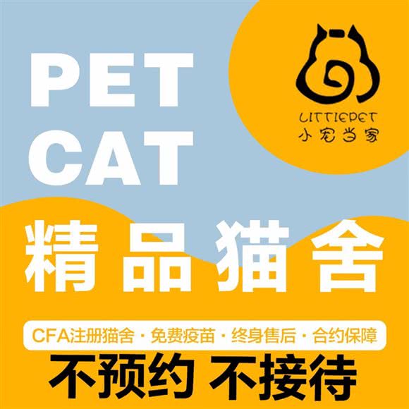 小宠当家猫舍·拿破仑曼基康矮脚·金渐层布偶:天津城区南开区时代奥城附近