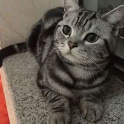 唯依宠物诊所:威海市荣成市崖头街道附近