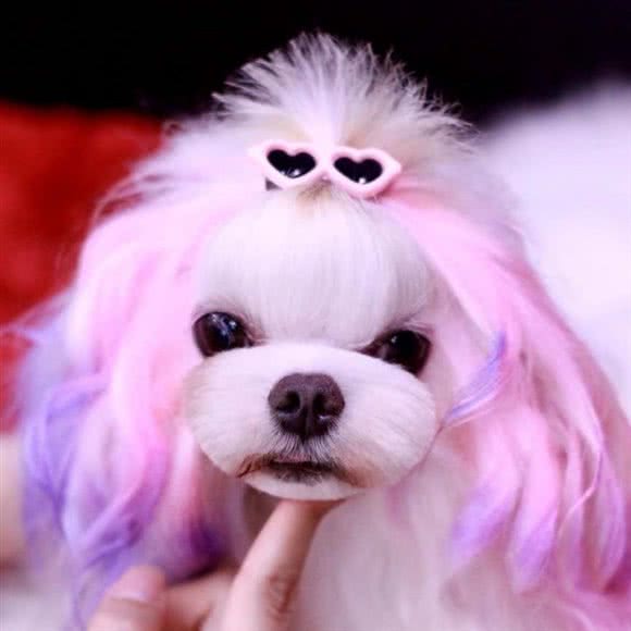 哆咪宠美·宠物萌系造型·狗猫售卖(日照店):日照市东港区大学城附近