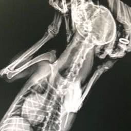 佳怡宠物诊所:天津城区南开区时代奥城附近