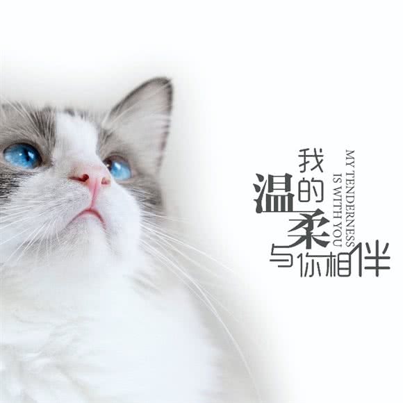 尾巴萌宠宠物生活馆:日照市东港区大润发附近