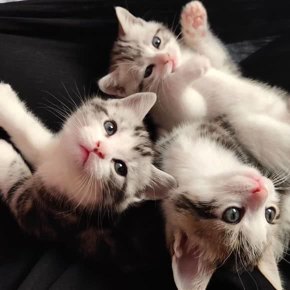 小胖猫舍宠物店:日照市东港区老城区附近