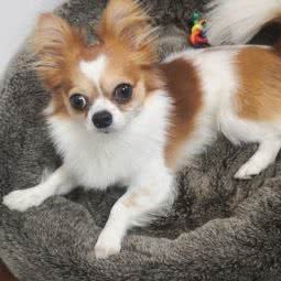 爱宠乐乐家庭式宠物寄养:天津城区南开区白堤路/风荷园附近