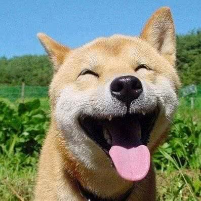 爱诺宠物医院:日照市东港区老城区附近