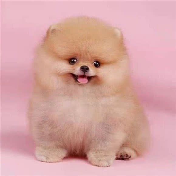 熊熊宠物:日照市东港区万平口风景区附近