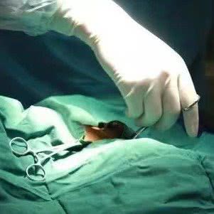 同心宠物医院:临沂市兰山区北城新区附近