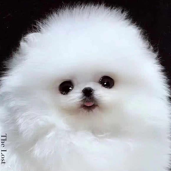 家有萌宠:临沂市兰山区金雀山路附近