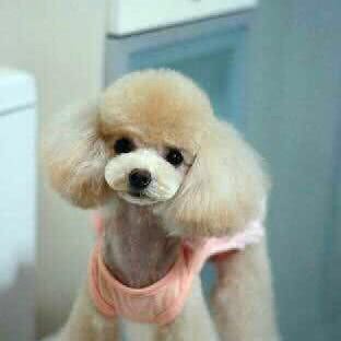 喆美爱宠:天津城区南开区天佑城/西南角附近