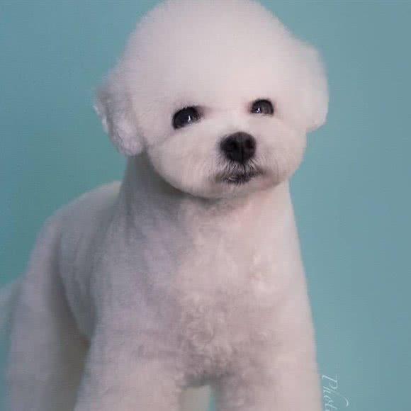 萌宠之十家:临沂市兰山区和谐广场附近