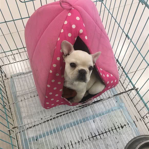 家家宠物(育才路店):临沂市兰山区育才路附近