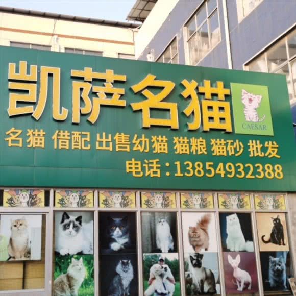 凯萨名猫:临沂市兰山区育才路附近
