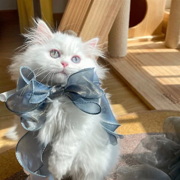 早晚有猫·猫咖(万象汇店):临沂市兰山区沂蒙百货大楼附近