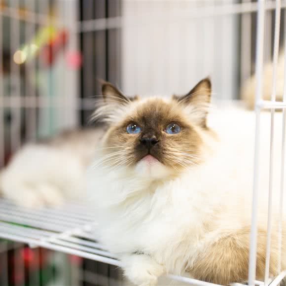 宠物港:临沂市兰山区通达路附近