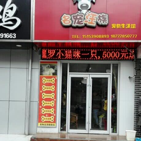 名宠汪族:临沂市兰山区沂州路附近