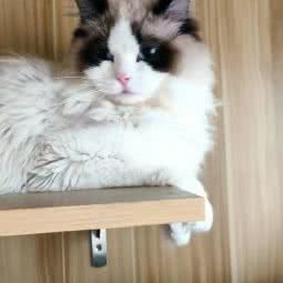 喵宁撸猫馆:临沂市兰山区竹林桥附近