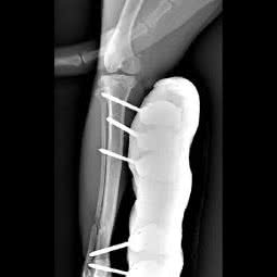 甄爱伴侣宠物医院(涑河南街店):临沂市兰山区竹林桥附近