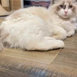 米家乐猫舍:北京城区朝阳区亮马桥/三元桥附近