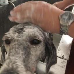 壮壮家宠物会所:临沂市兰山区人民公园附近