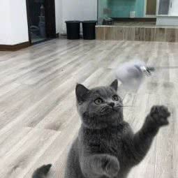 天津滨海高新区斯坦姆宠物俱乐部:天津城区南开区王顶堤/华苑附近