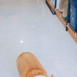 开心宠物生活馆:临沂市兰山区东方购物广场附近