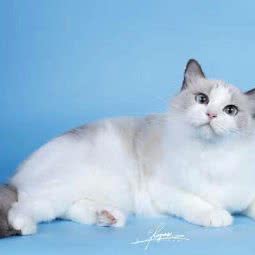 喵歌猫舍宠物:临沂市罗庄区双月湖附近