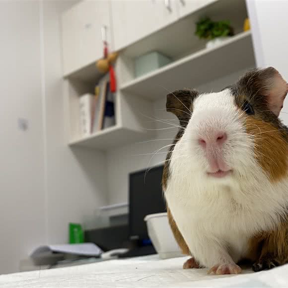 栩栩家萌宠寄养:天津城区南开区王顶堤/华苑附近