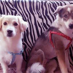 韩姐家庭宠物寄养:天津城区南开区王顶堤/华苑附近