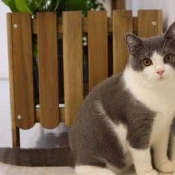 维多利亚名猫馆:德州市德城区三八路附近