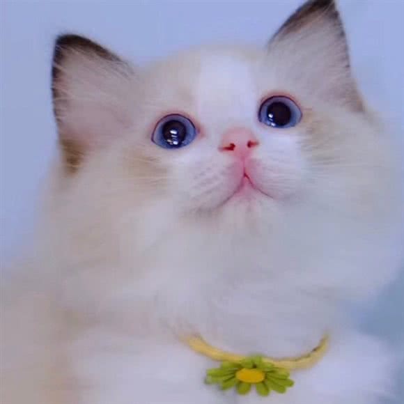 康贝宠物诊所:德州市德城区湖滨南大道附近