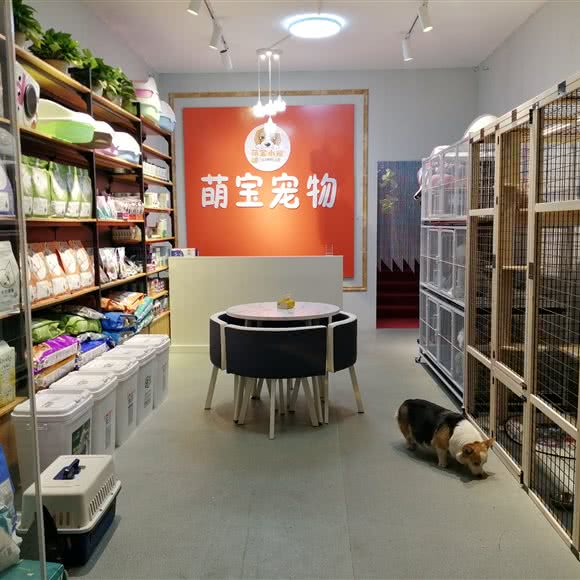 萌宝宠物:德州市德城区解放路附近